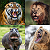 Post: For $100 million,which of these animal could you survive against for 20 minutes