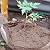 Post: My garden tomatoes #Featured #entertainment  @-u96ef15c9-1ebb-4826-b179-6dac5d46566c ...